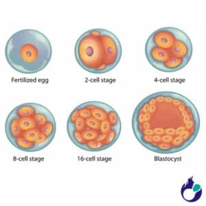 IVF, Blastocyst Culture and Transfer | Usha IVF