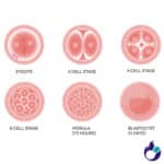 IVF, Blastocyst Culture and Transfer | Usha IVF