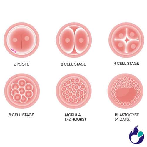 what is blastocyst Overview by Usha Nursing Homenbsp