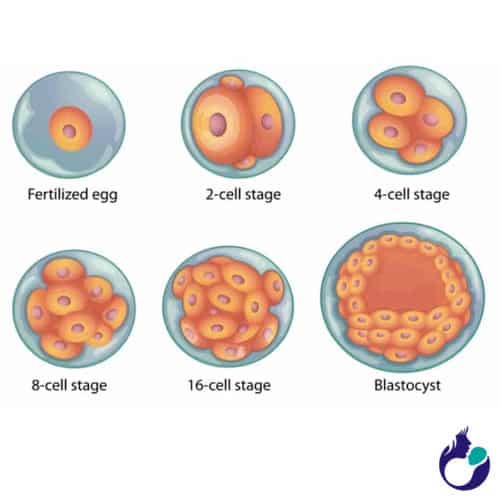 5 day blastocyst implantation timeline in IVF Treatment in Anand