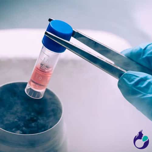 embryo vitrification protocol in Anand